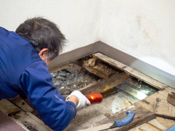 Best Commercial Mold Removal  in Cordova, NC