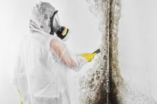 Best Black Mold Removal  in Cordova, NC