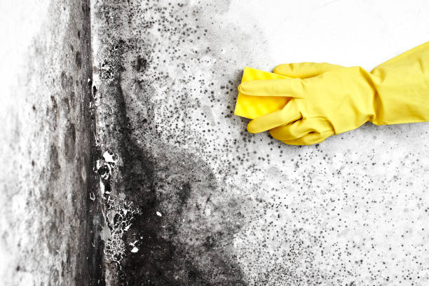 Best Office Mold Removal Services  in Cordova, NC