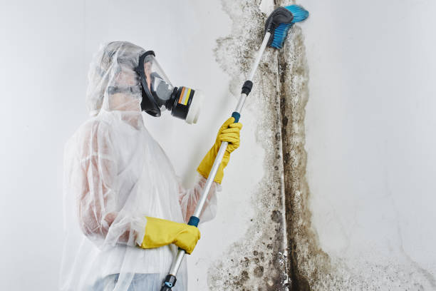 Mold Removal and Inspection in Cordova, NC