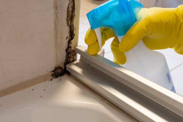 Professional Mold Removal in Cordova, NC