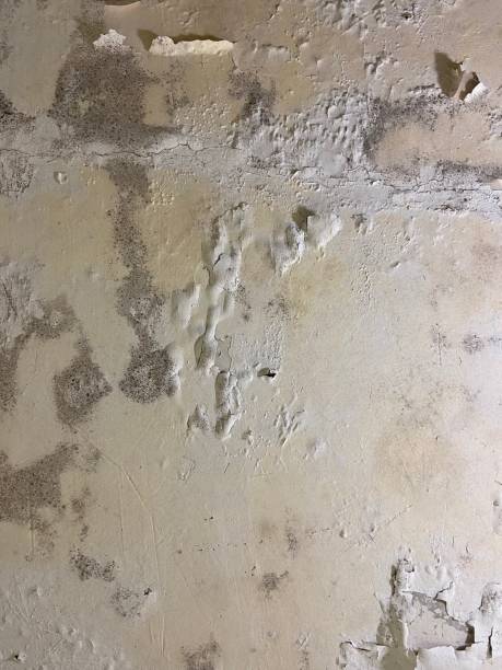 Best Local Mold Removal Service  in Cordova, NC