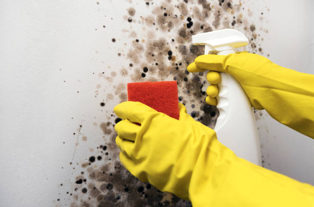 Best Fast Mold Removal  in Cordova, NC